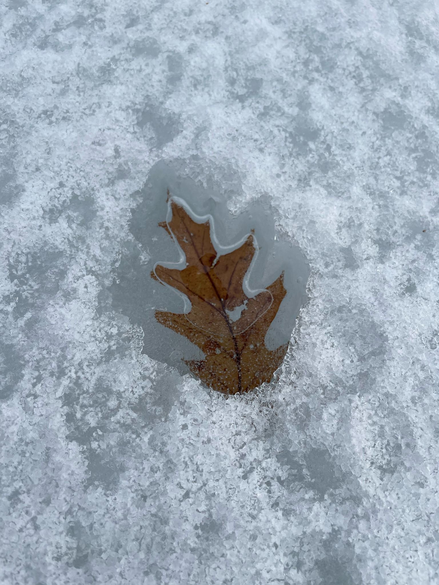 A leaf is never just a leaf.